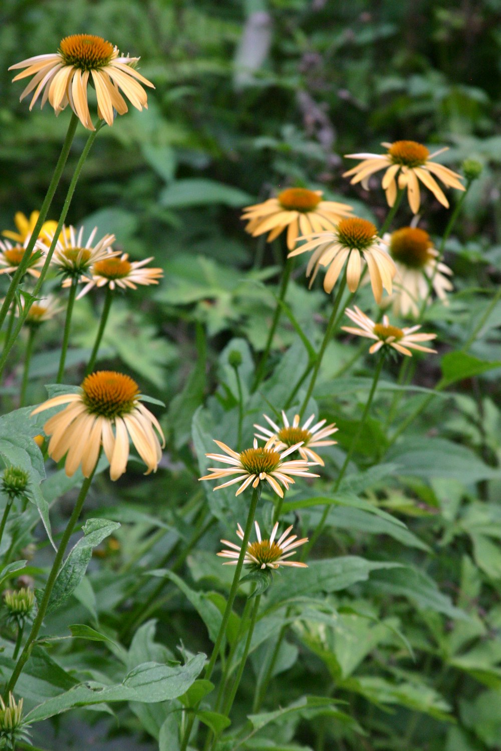 a bunch of yellow flowers in a field