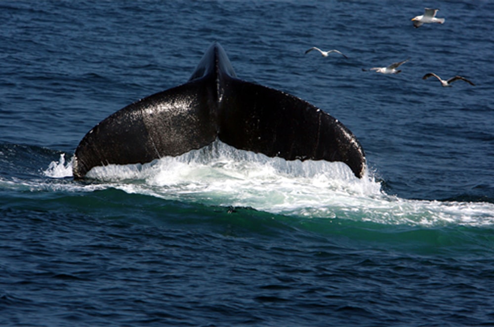 a humpback whale in the ocean with seagulls flying around