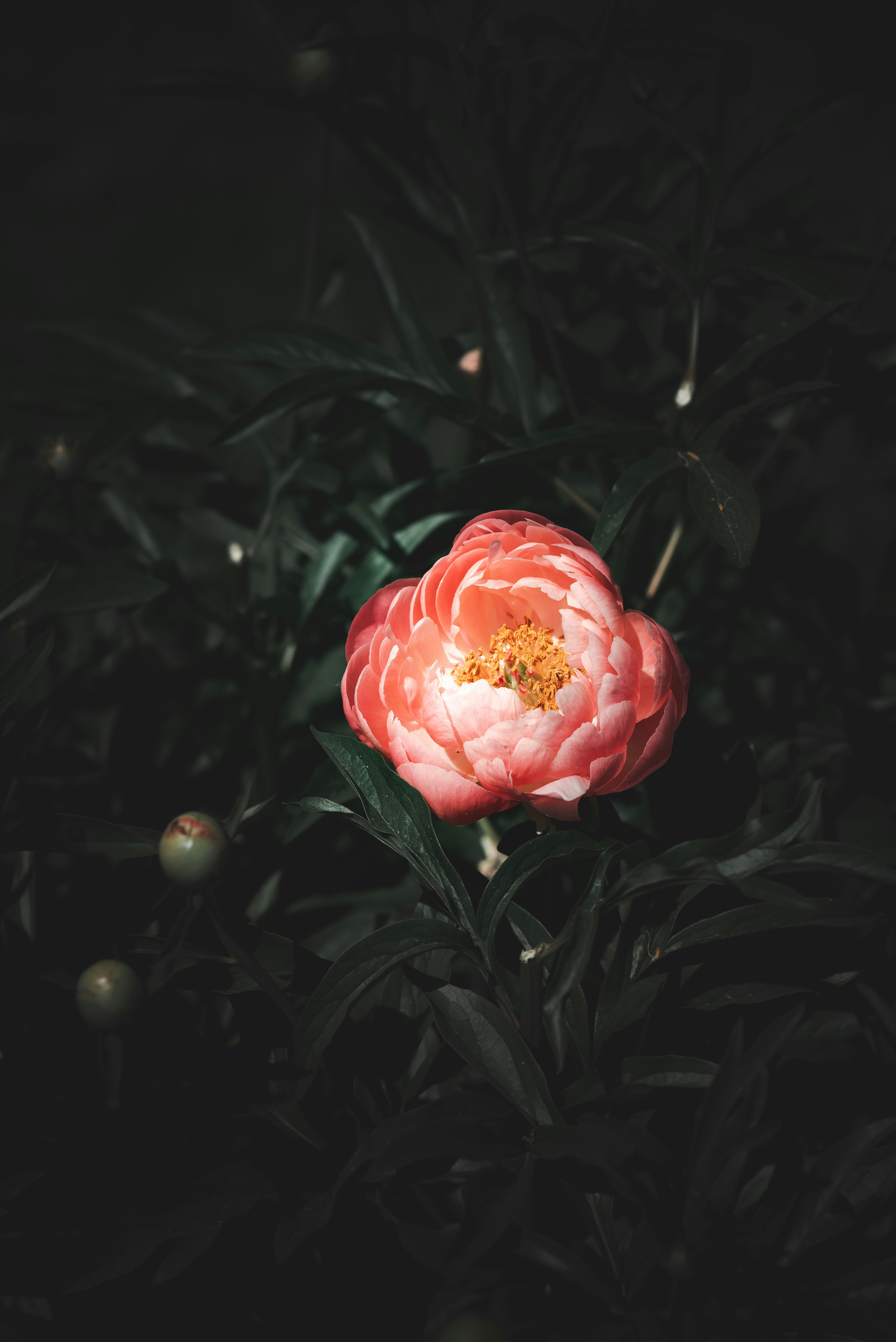 Photo by albulenapanduri