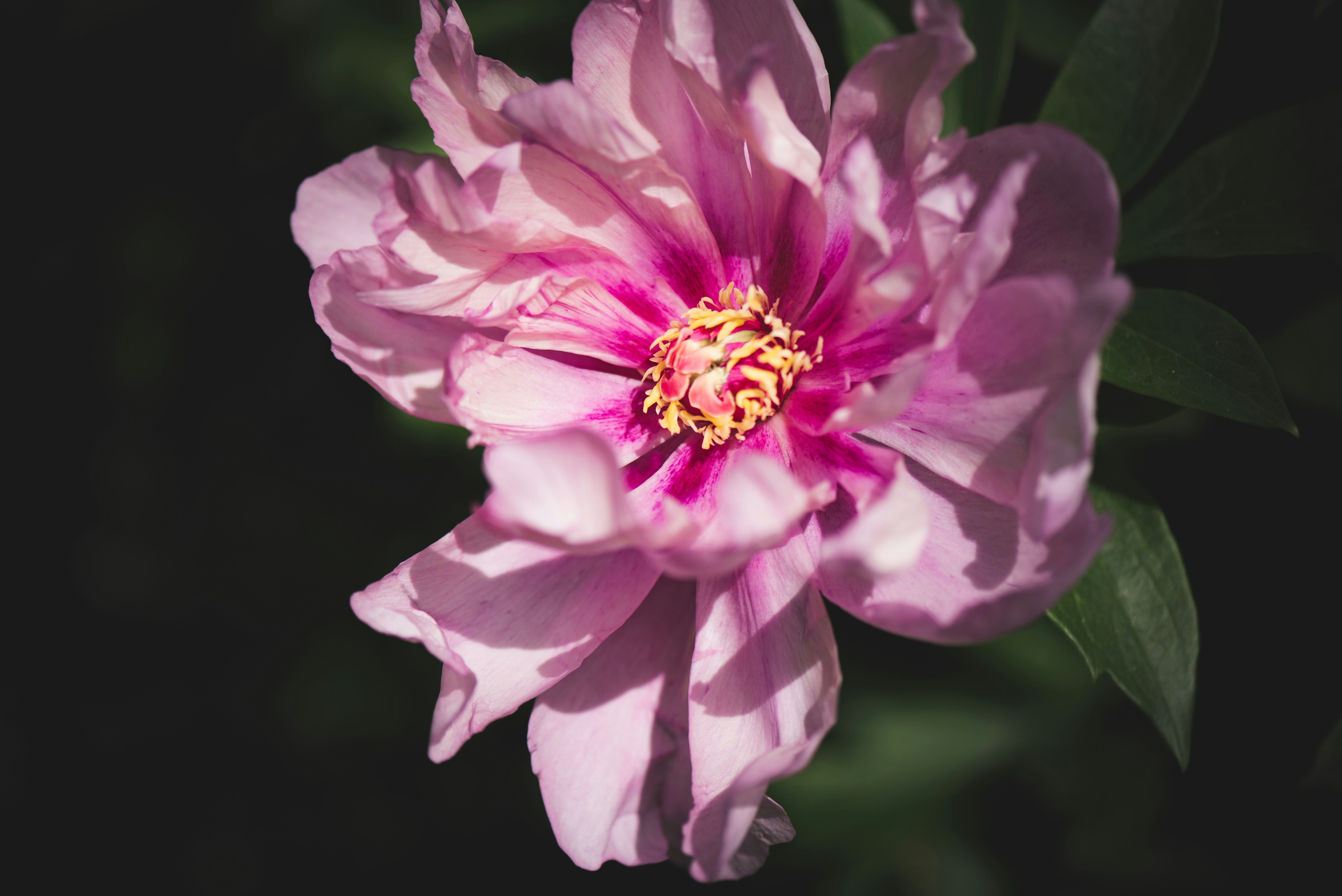 Photo by albulenapanduri