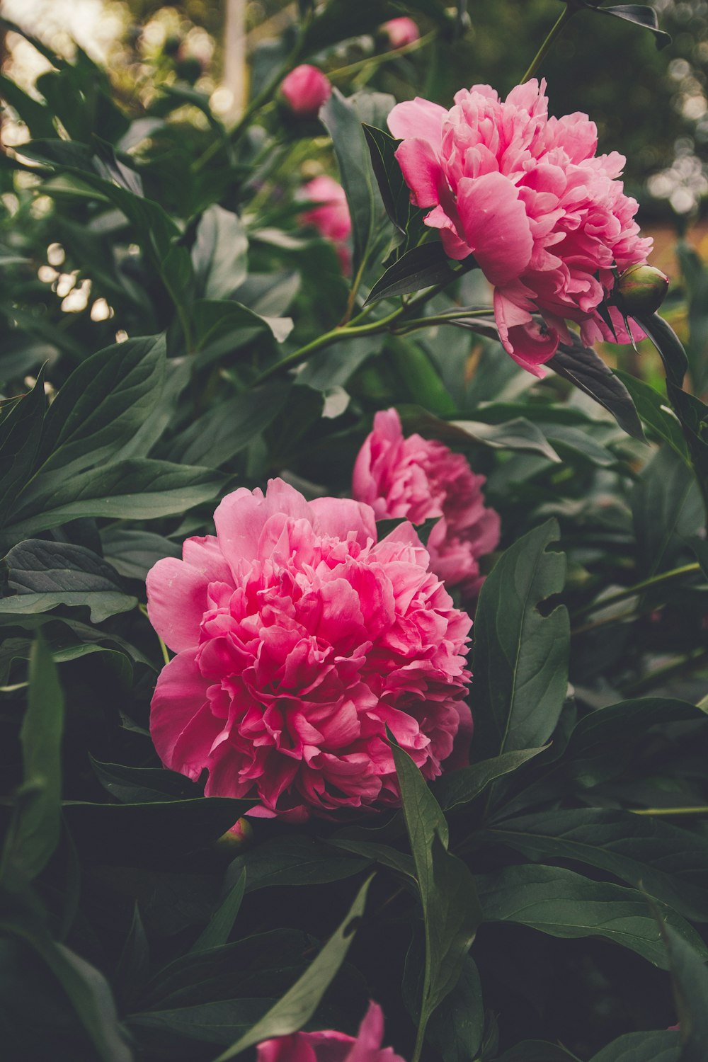 a bunch of pink flowers growing in a garden