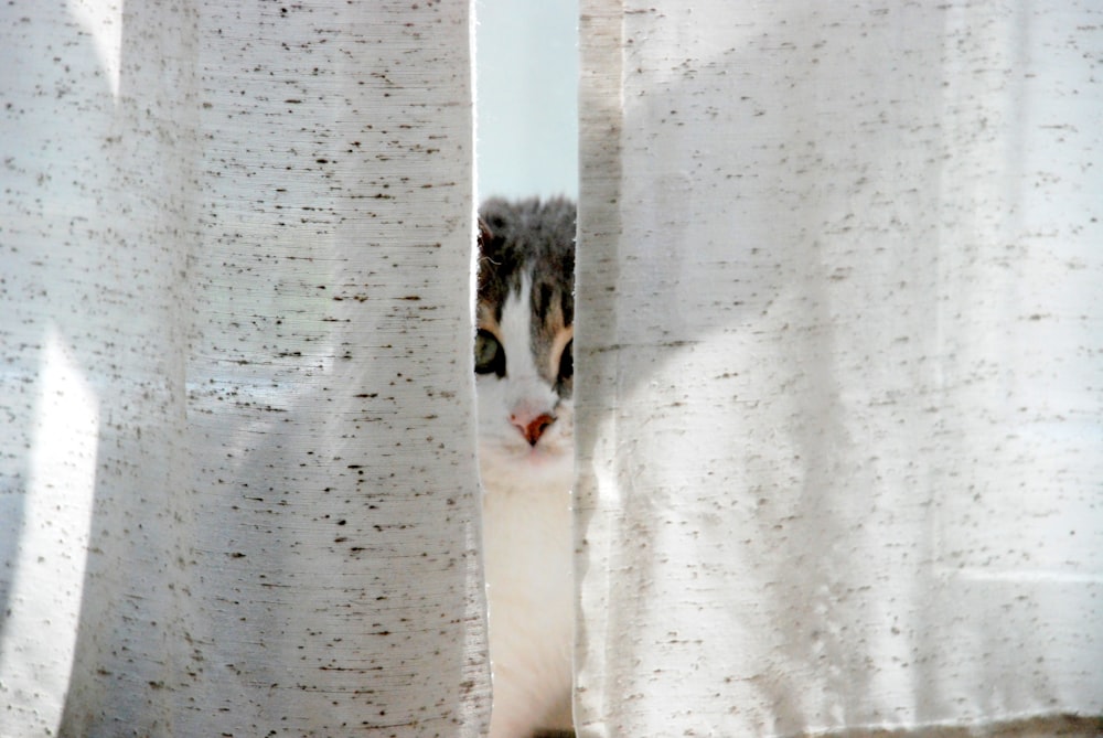 a cat peeking out from behind a curtain