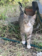 A grey and white cat with tattered ears standing among grass and plants, with a garden hose on the ground. A terracotta plant pot and part of a structure are visible in the background.