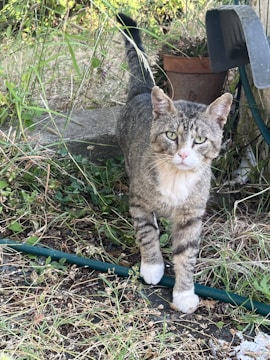 A grey and white cat with tattered ears standing among grass and plants, with a garden hose on the ground. A terracotta plant pot and part of a structure are visible in the background.