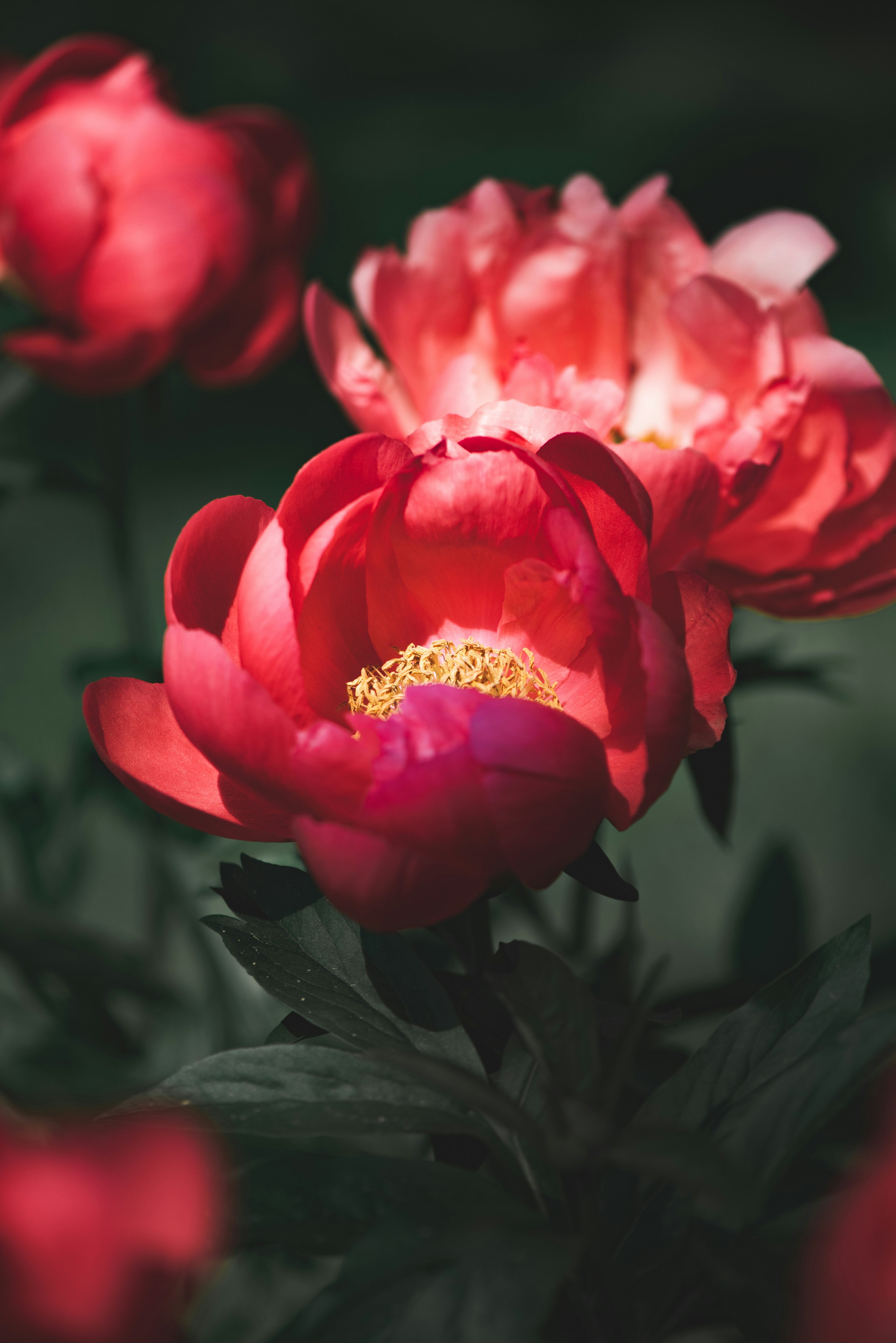 Gros plan d’une fleur rouge avec des feuilles vertes