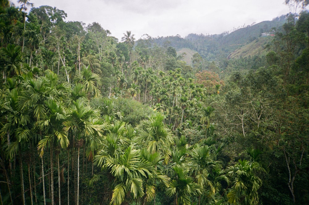 a lush green forest filled with lots of trees