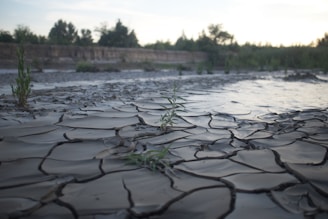 Cracked, dry earth stretches across the ground with sparse green plants struggling to grow amidst the parched soil. In the background, a line of trees is visible under a brightening sky.