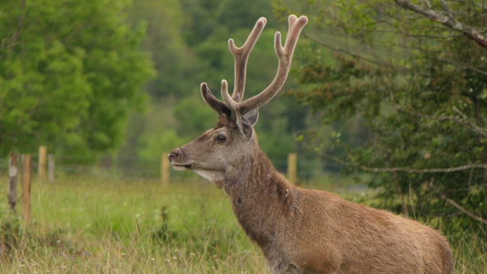 a deer with antlers standing in a field