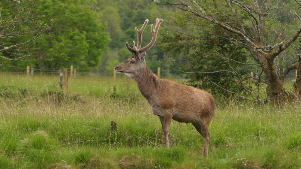 a deer standing in a grassy field with trees in the background