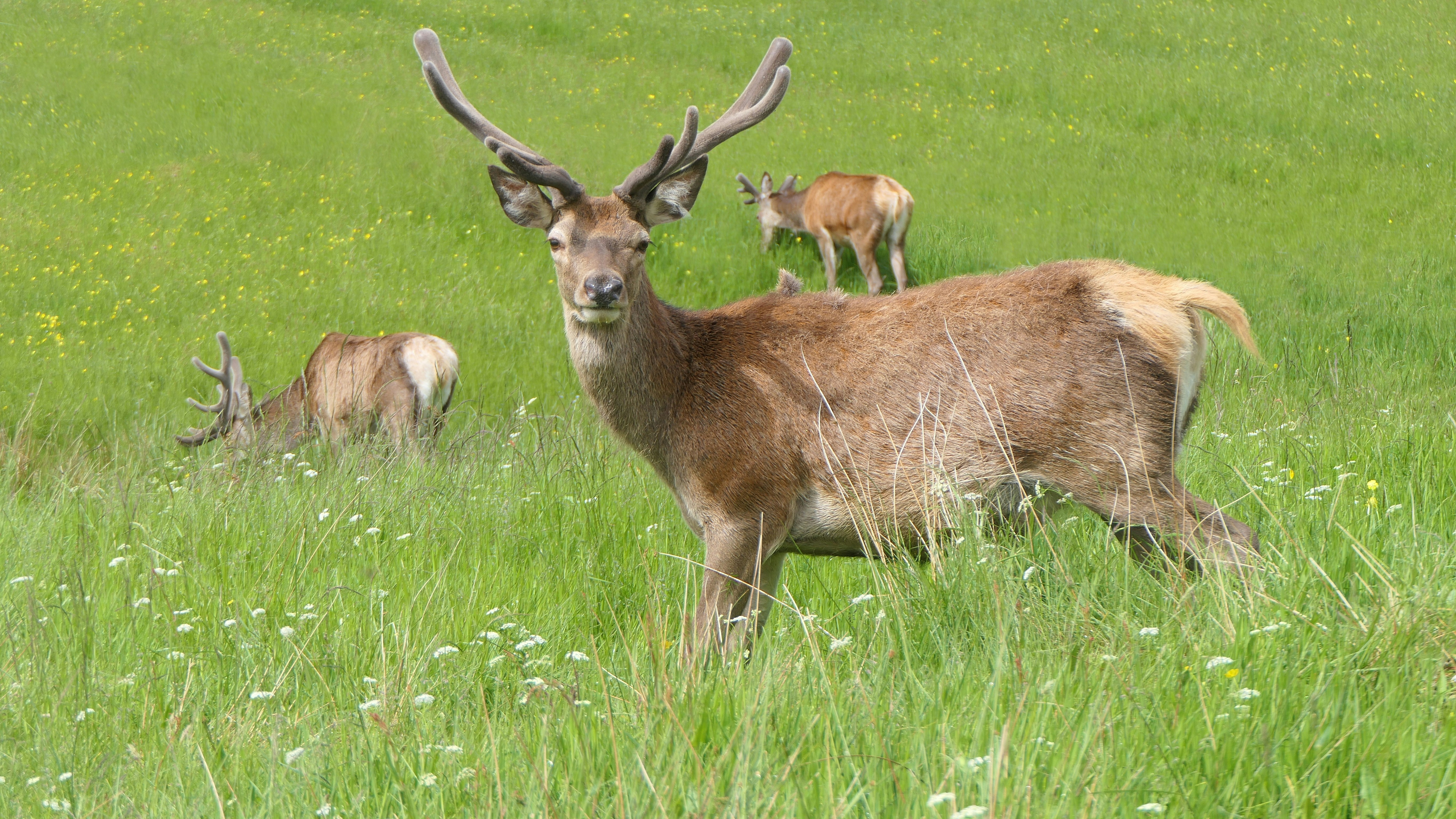 Photo by davidwhite50