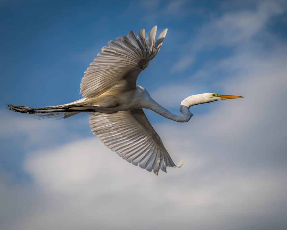 a large white bird flying through a cloudy blue sky