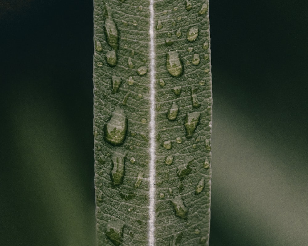 a green leaf with drops of water on it