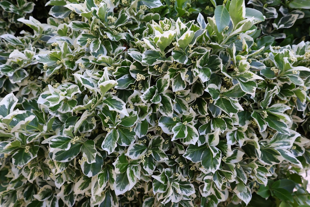 a close up of a bush with green leaves