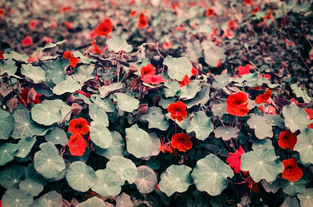 a bunch of red flowers that are in a field