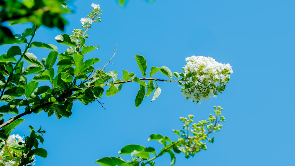 une branche d’arbre avec des fleurs blanches sur un ciel bleu