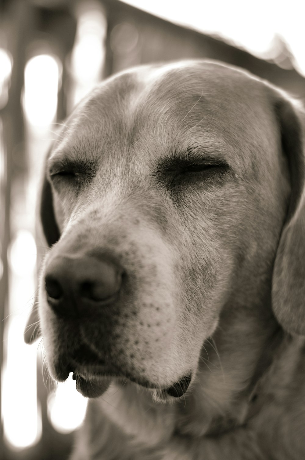 a close up of a dog with its eyes closed