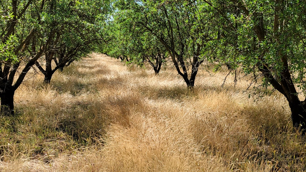 una strada sterrata circondata da alberi ed erba