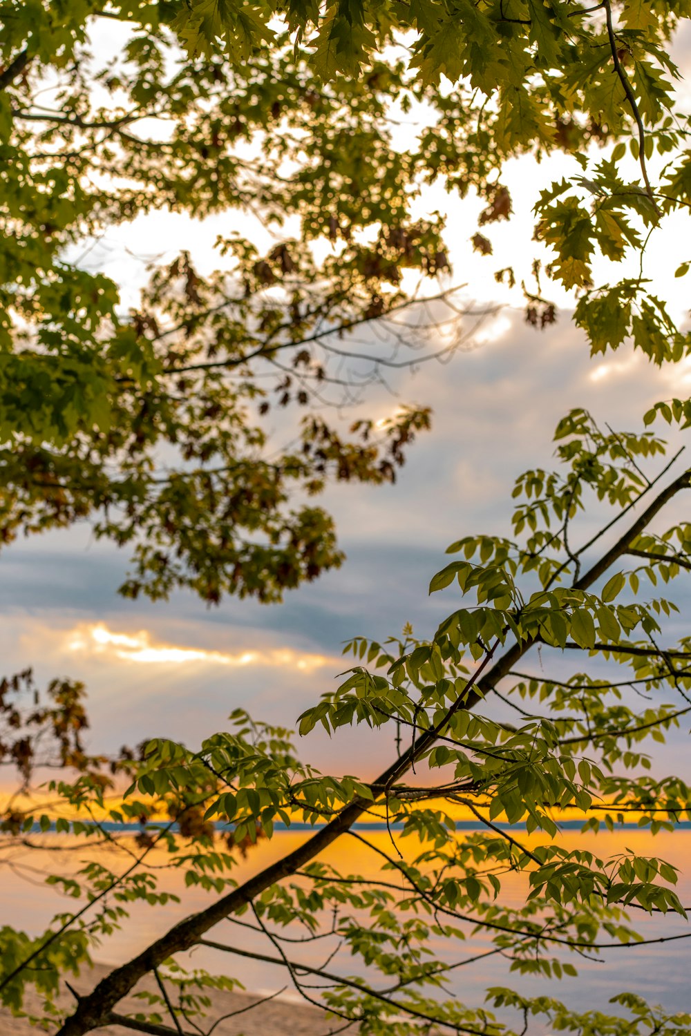 a bird perched on a tree branch in front of a body of water