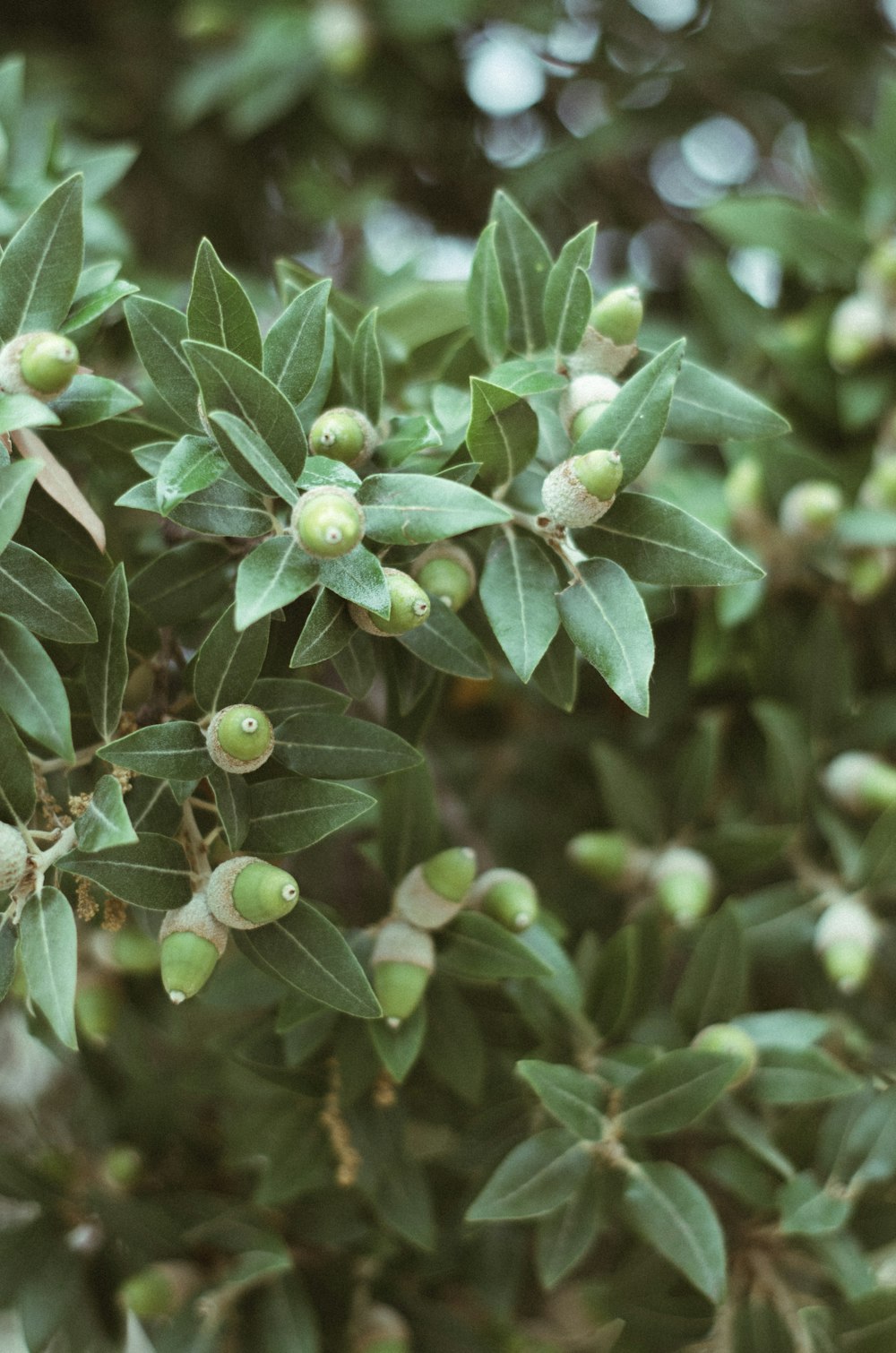 a close up of a tree with green leaves