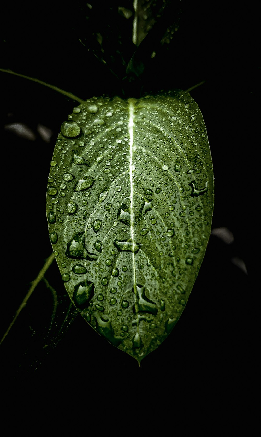 a green leaf with drops of water on it