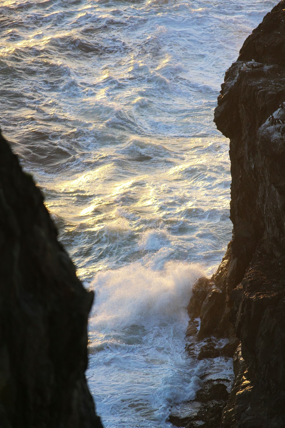 a bird sitting on a rock near the ocean