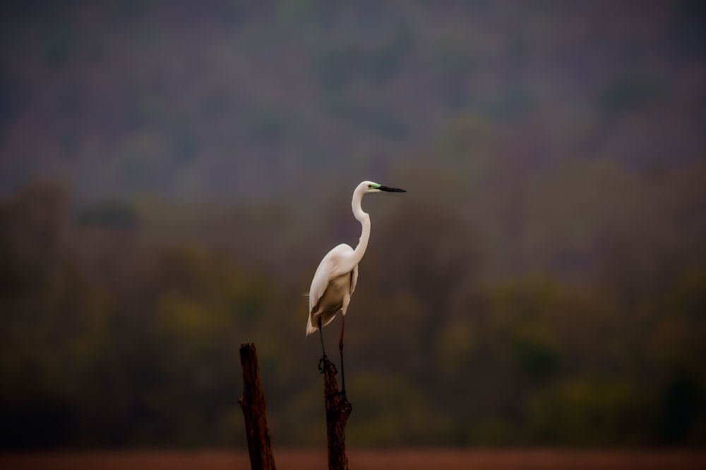 a white bird standing on top of a wooden post