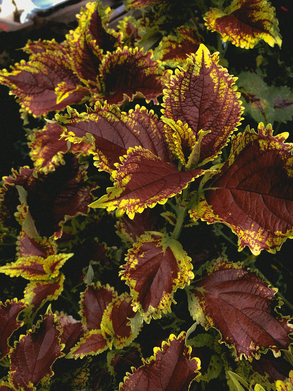 a close up of a plant with red and yellow leaves