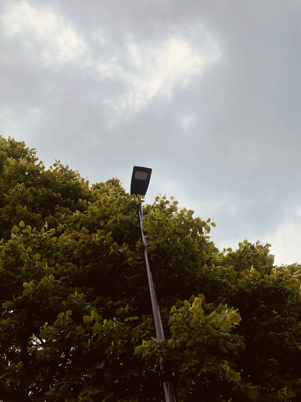 a street light on a pole next to a tree