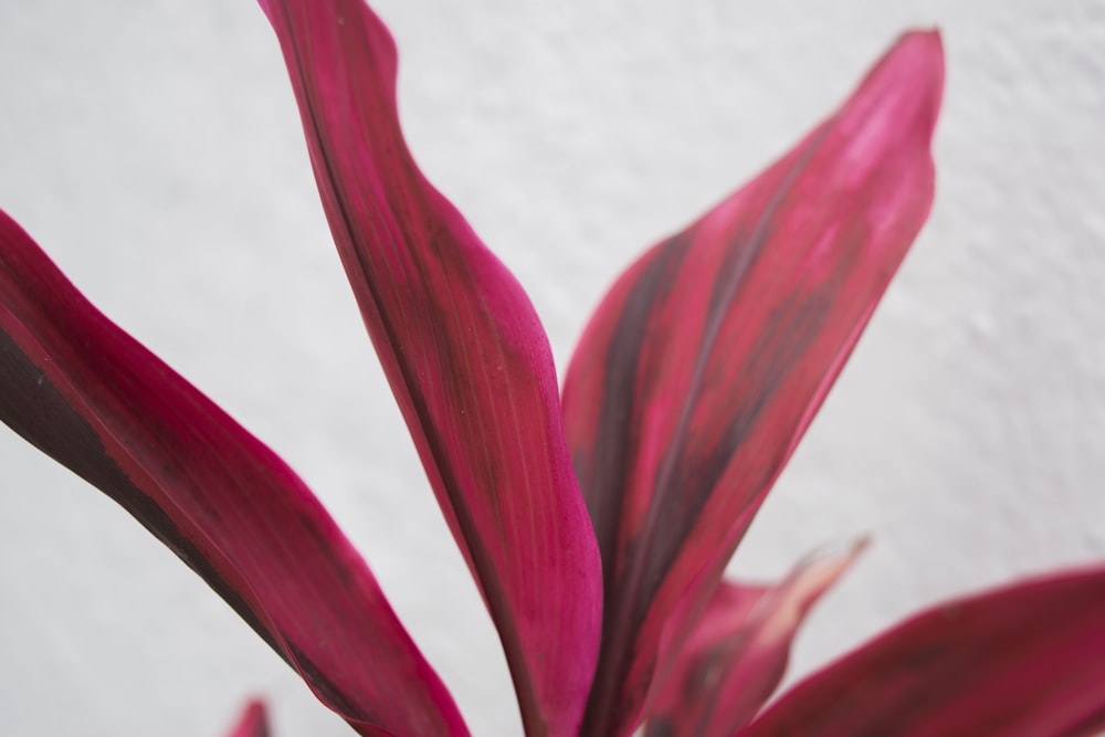 a close up of a plant with a white wall in the background