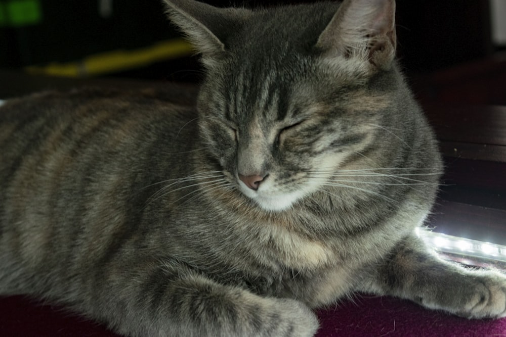 a cat that is laying down on a table