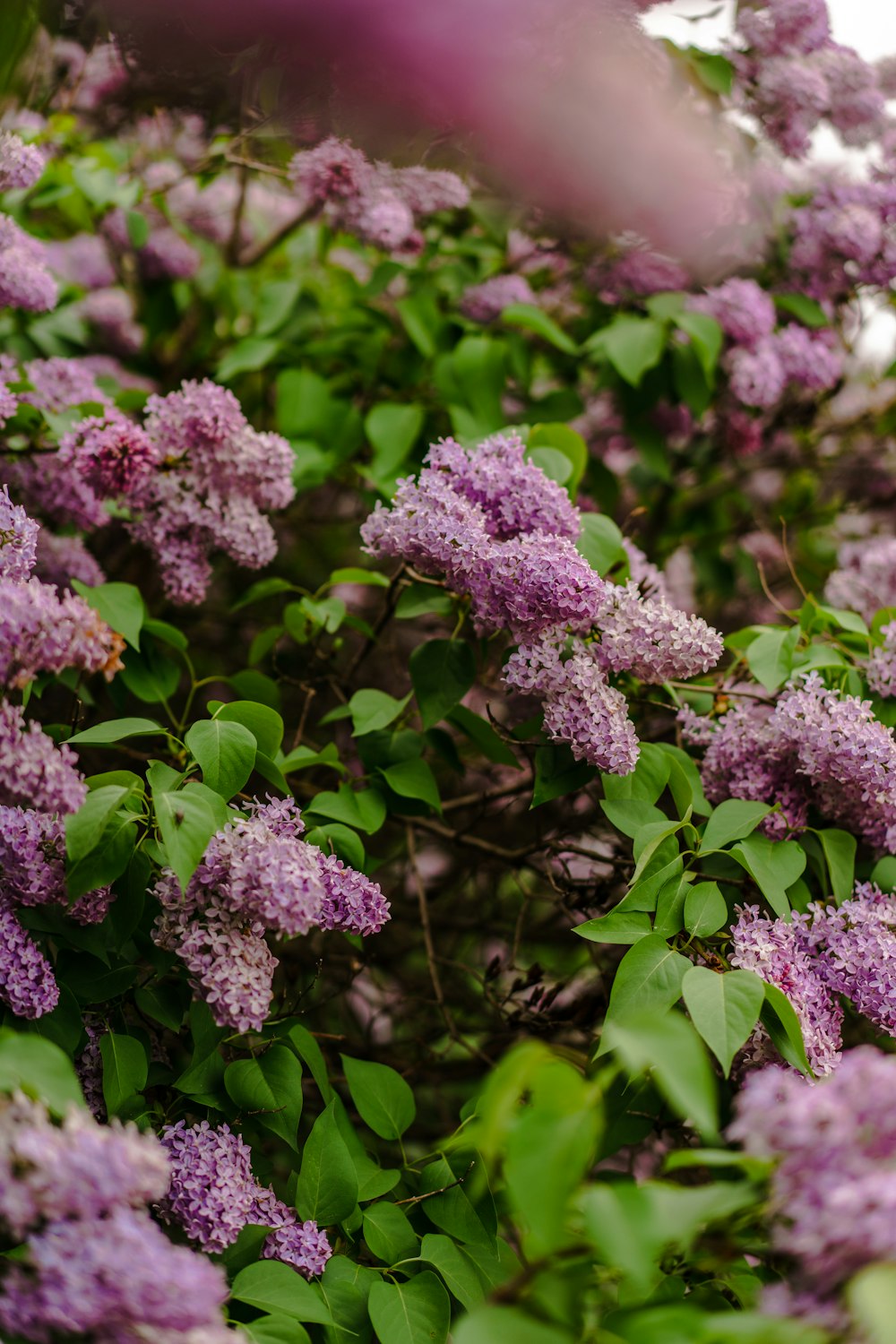 un mazzo di fiori viola che crescono su un albero