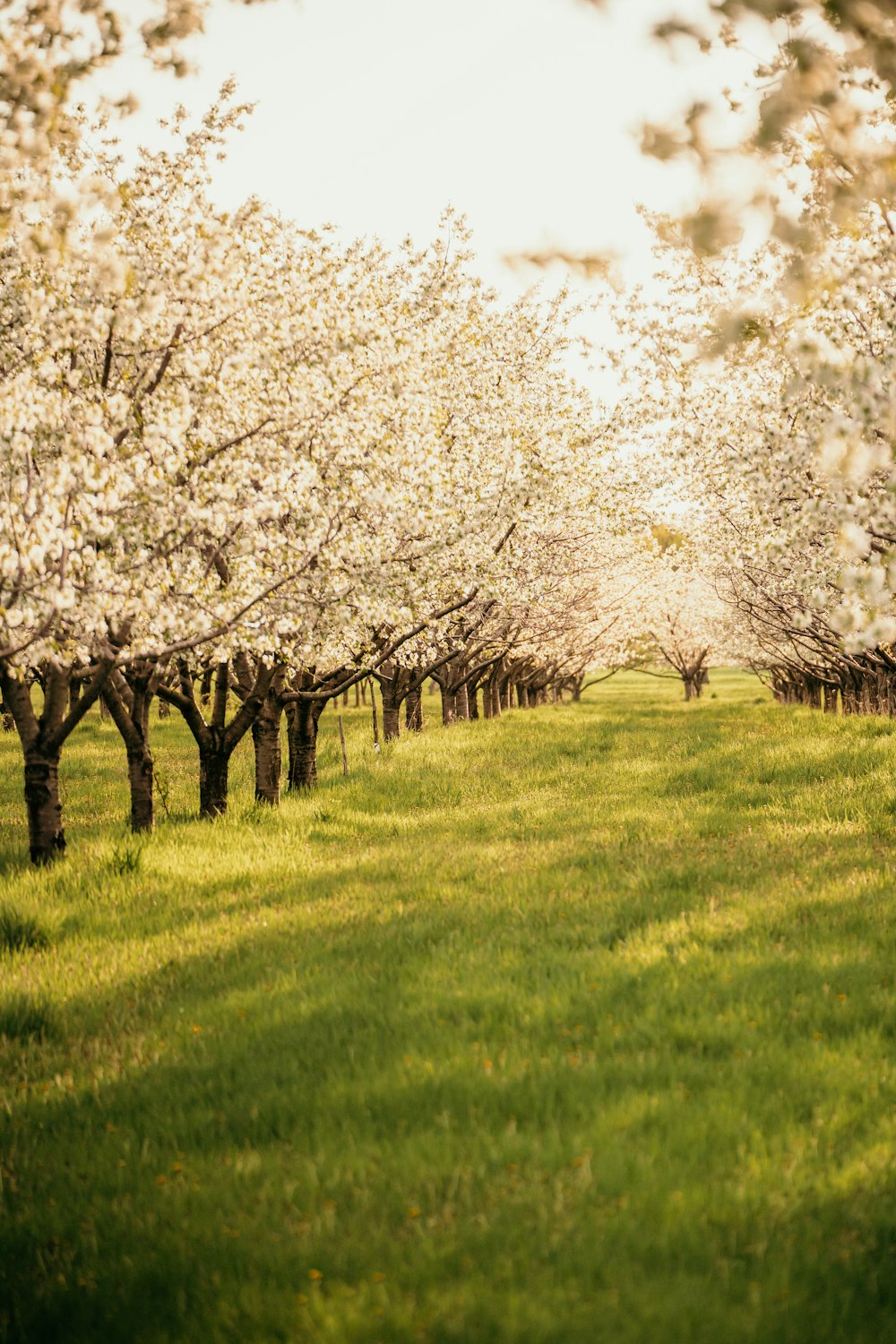 a field with lots of trees in bloom