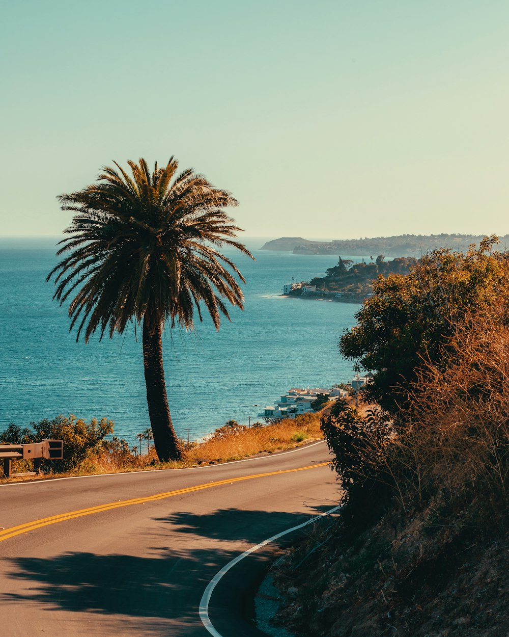 a palm tree on the side of a road next to the ocean