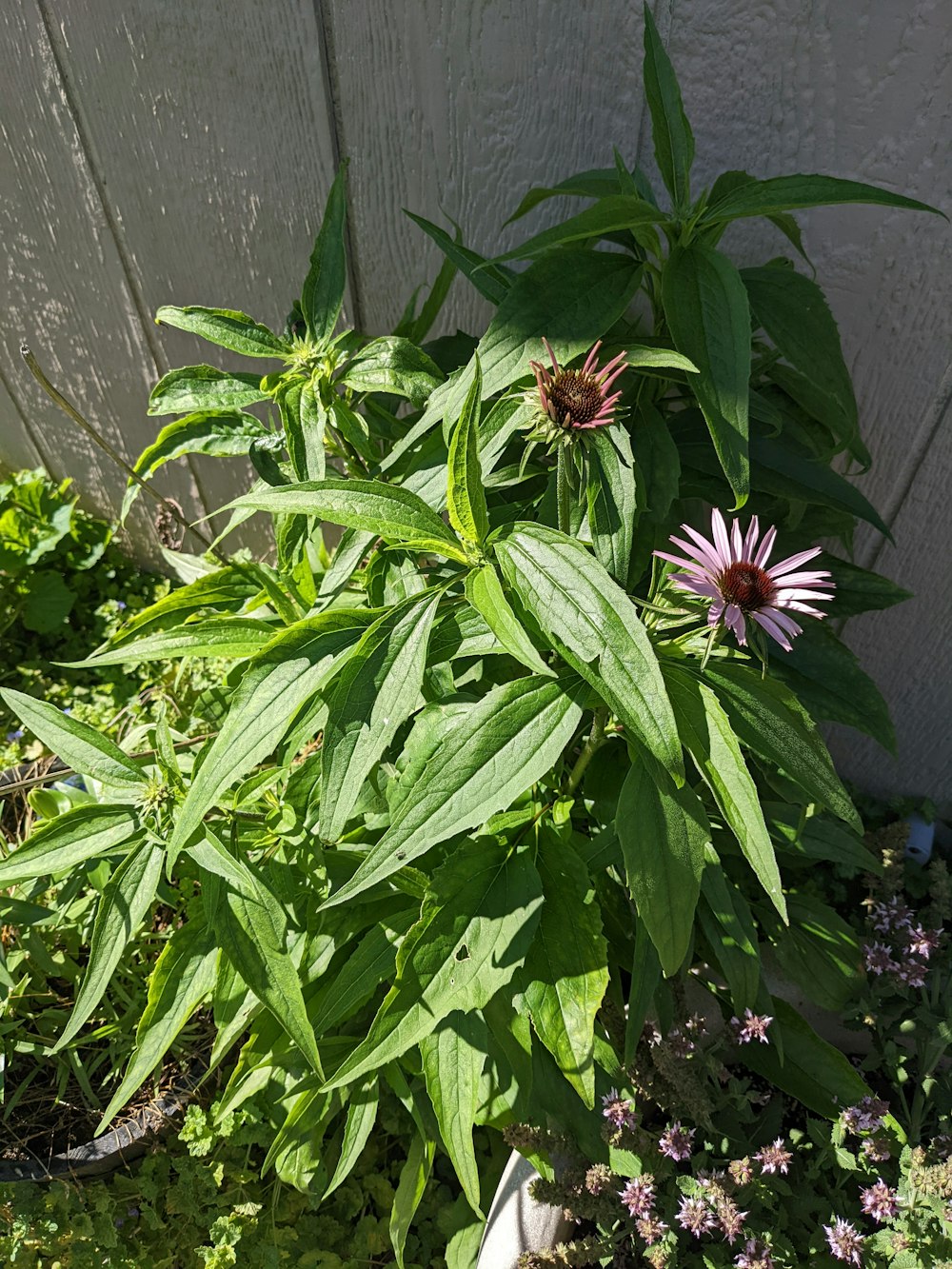 a purple flower growing in a garden next to a white fence