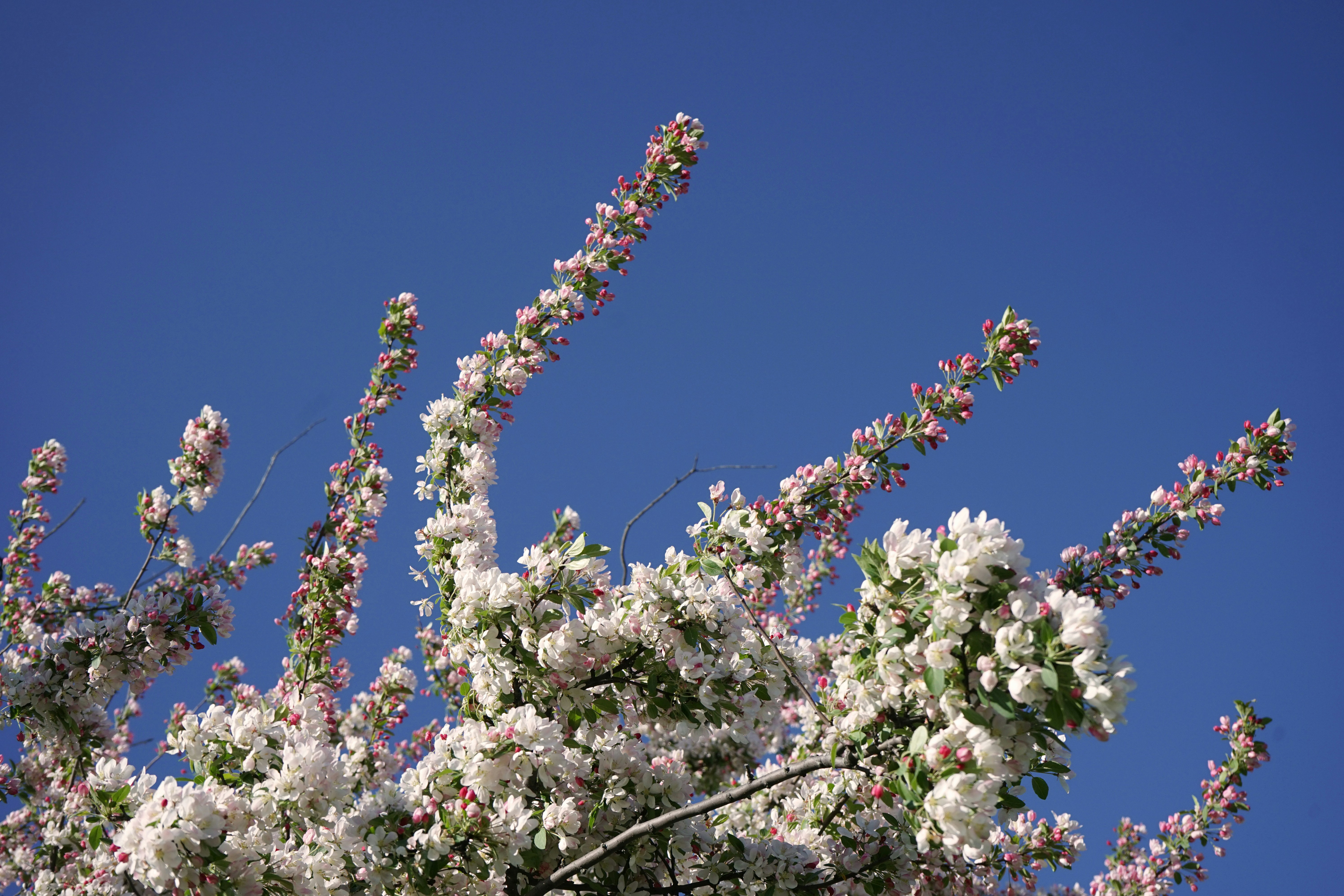 Serviceberry: Edible Fruits and Early Blooms (image credits: unsplash)