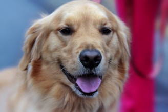 A vibrant canvas portrait of a golden retriever with a joyful expression.