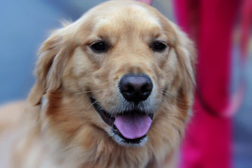 A joyful golden retriever eagerly waiting with a paw raised, surrounded by hand-drawn paw prints on a cream background.