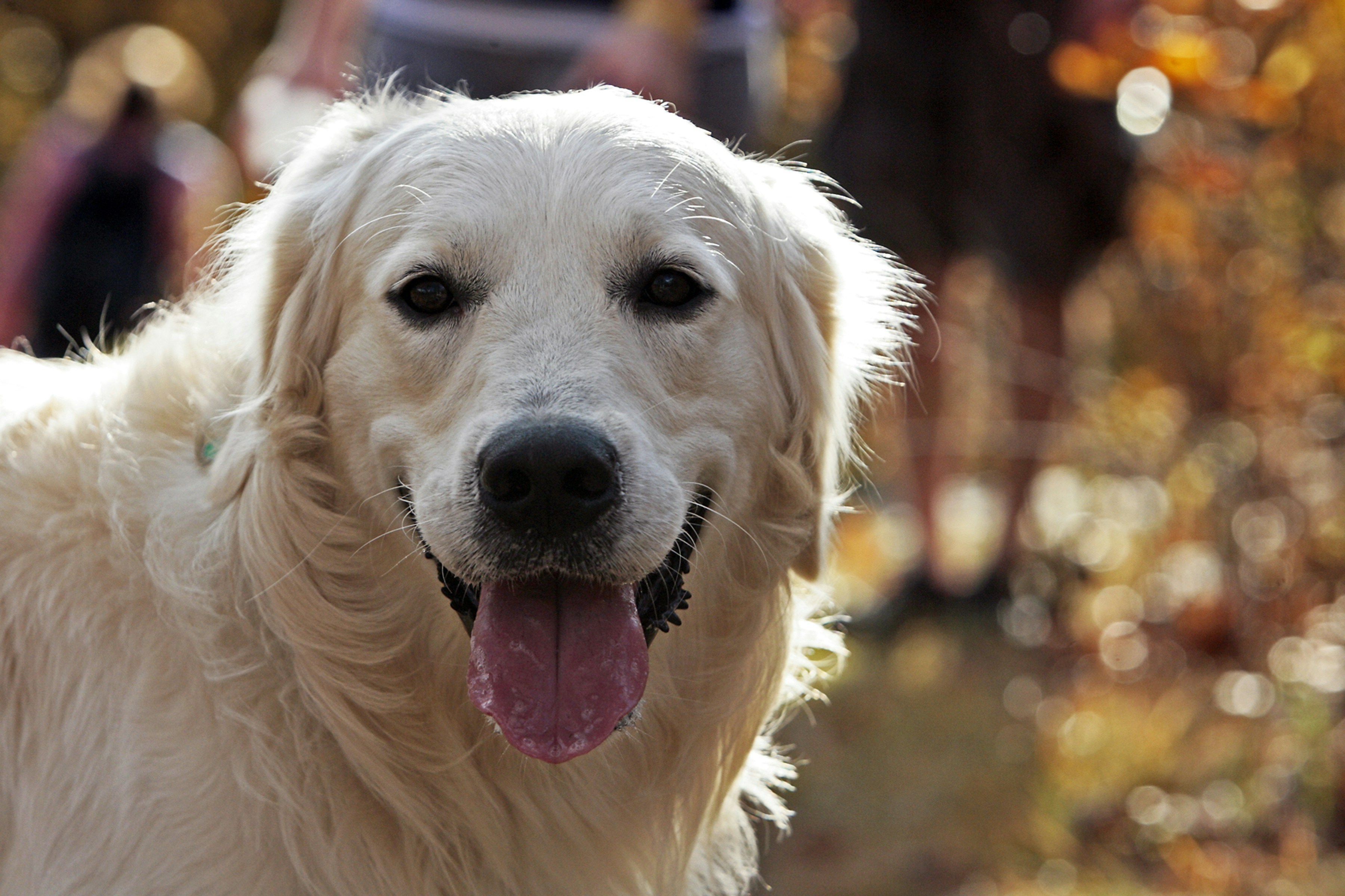 Happy family with their golden retriever in a sunny park, representing the joy of pet-human bonds