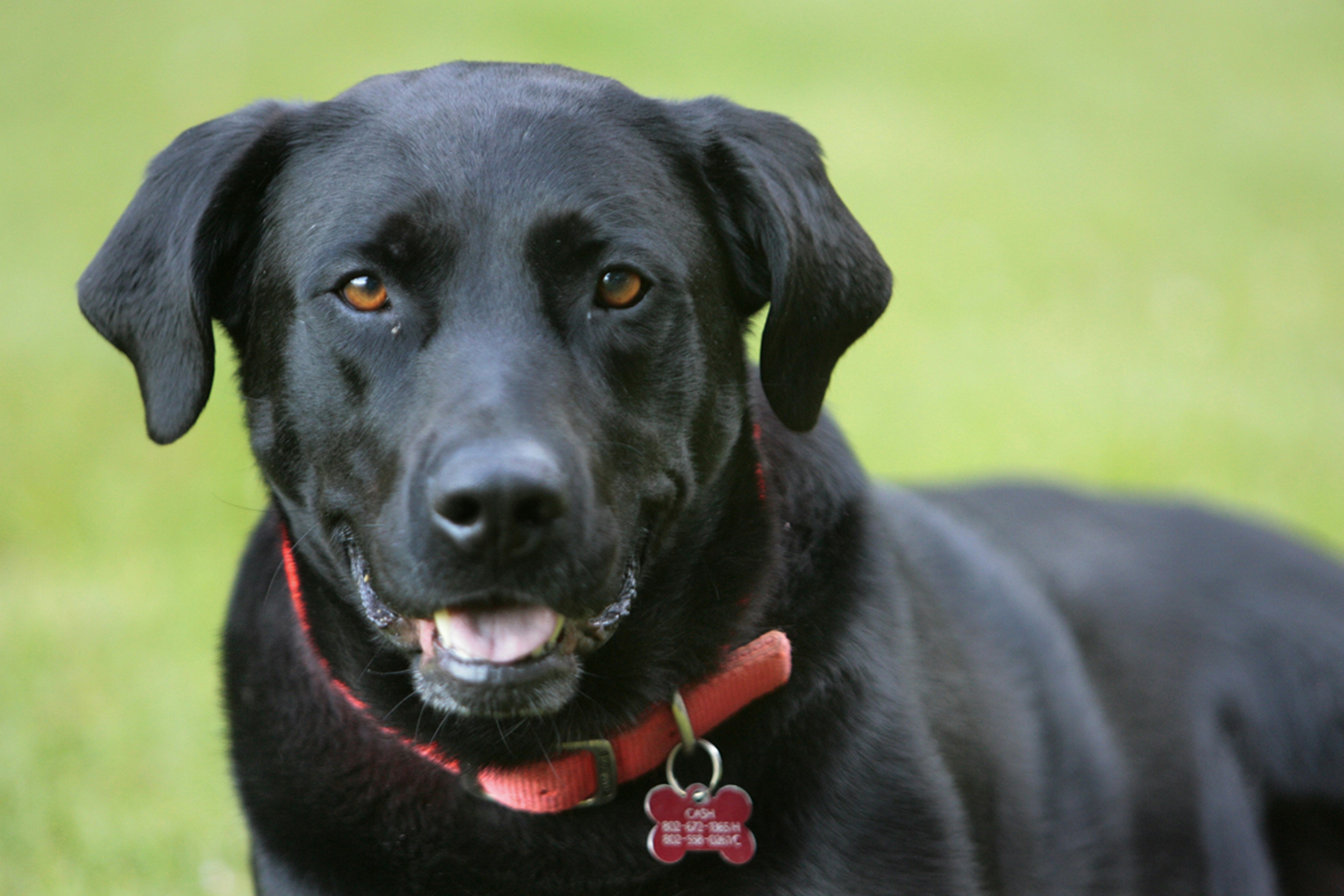 Ultimate Dog Training Gear