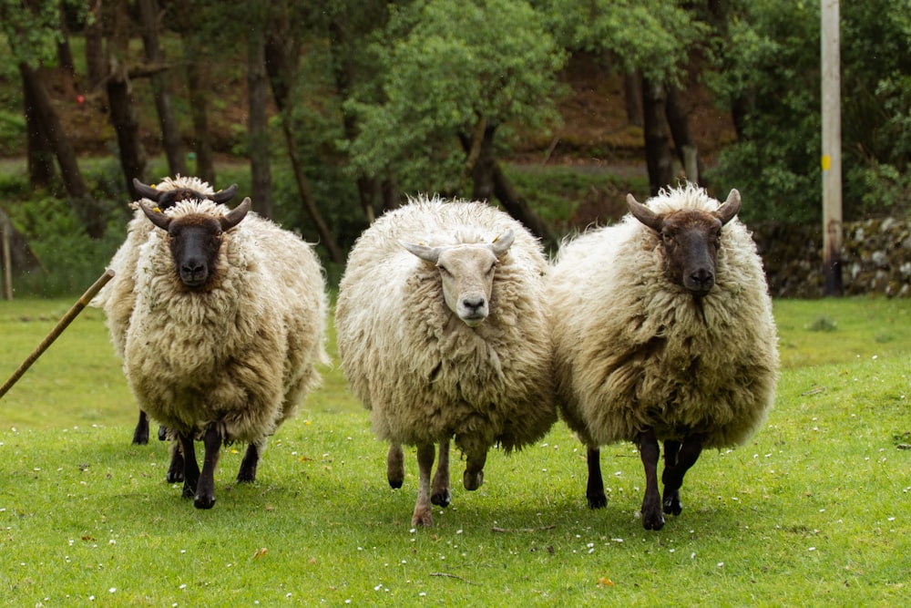 a group of sheep walking across a lush green field