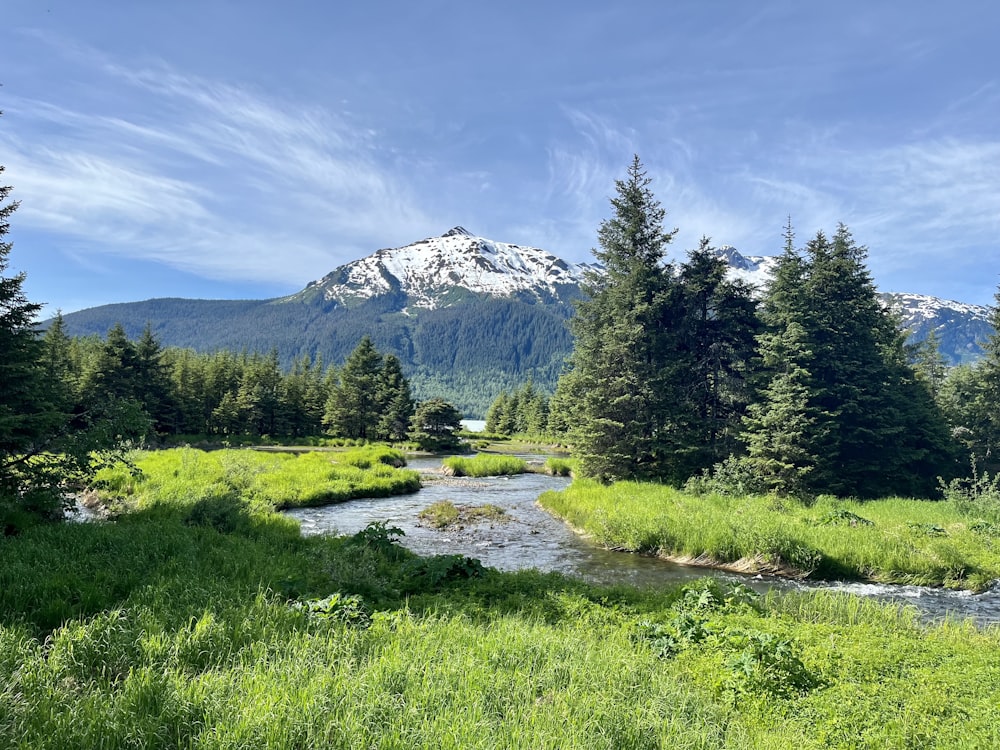 a river running through a lush green forest