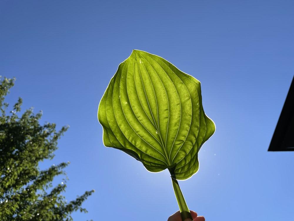 a person holding a green leaf in front of a blue sky