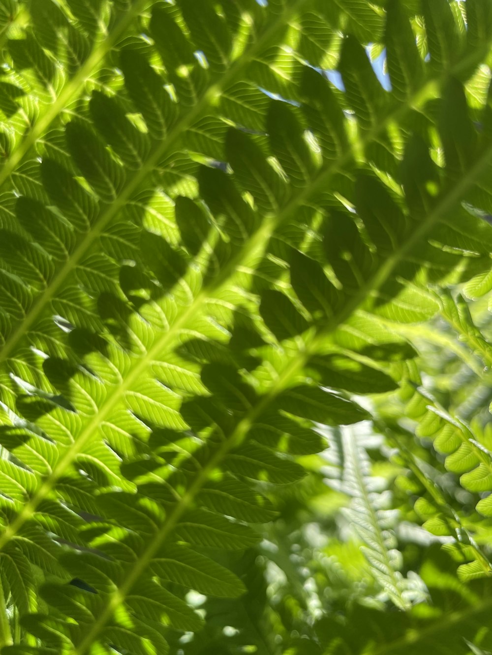 un primo piano di una foglia verde in una giornata di sole