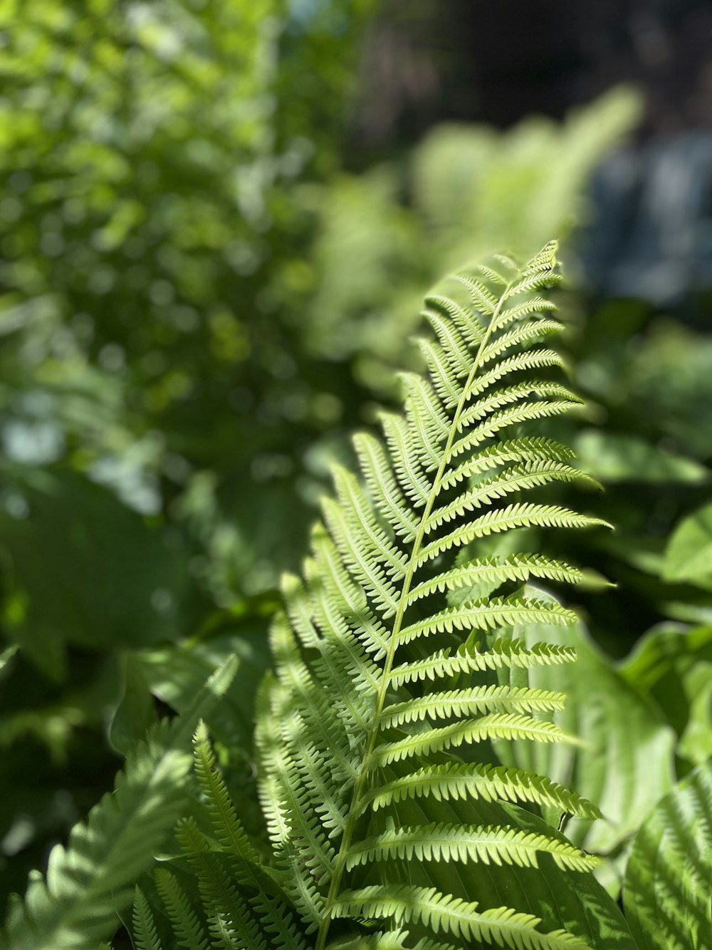 a close up of a fern leaf in a forest