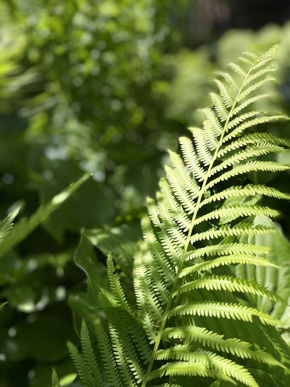 a close up of a fern leaf in a forest