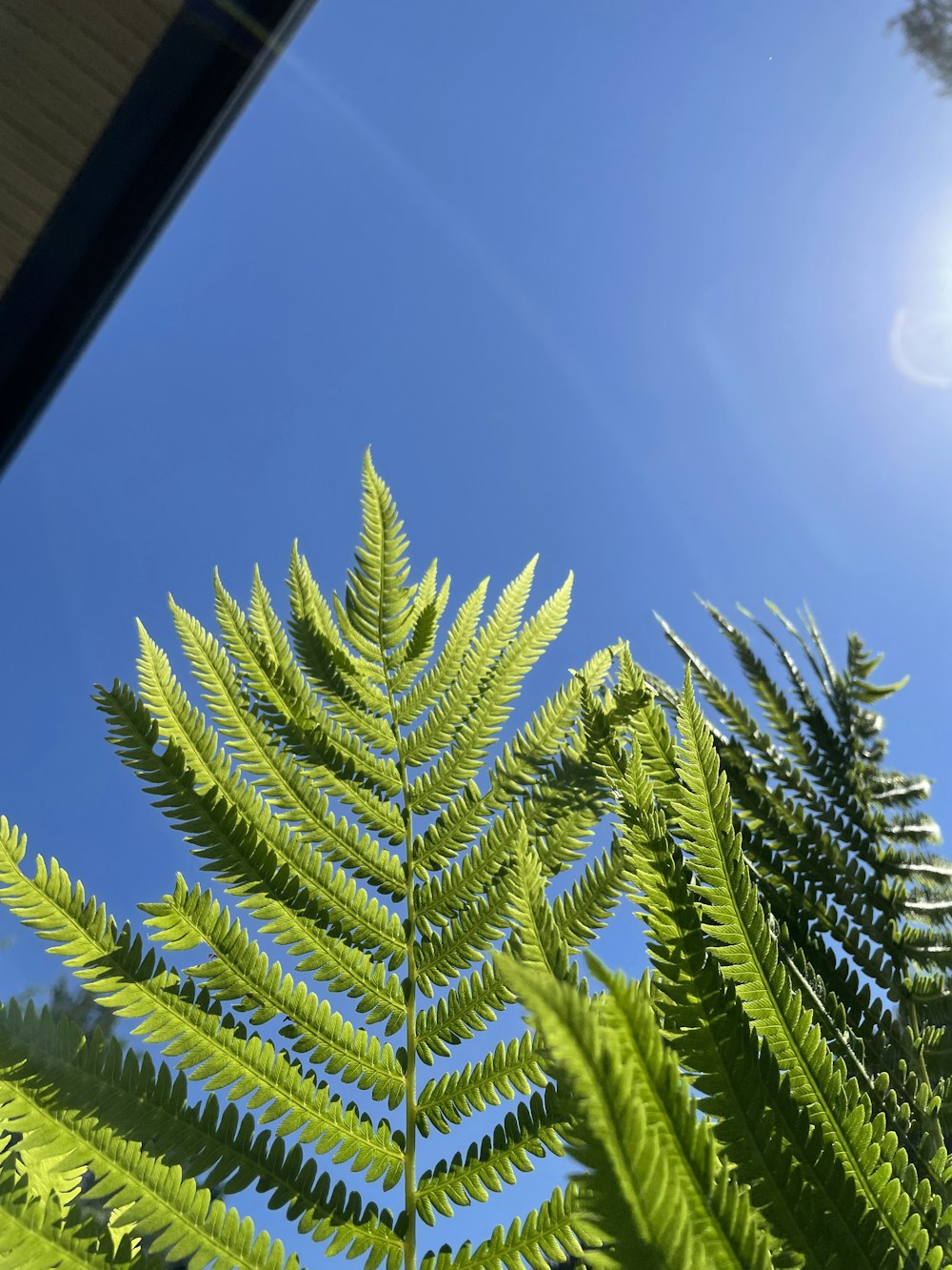 Un primo piano di una pianta verde con un cielo blu sullo sfondo