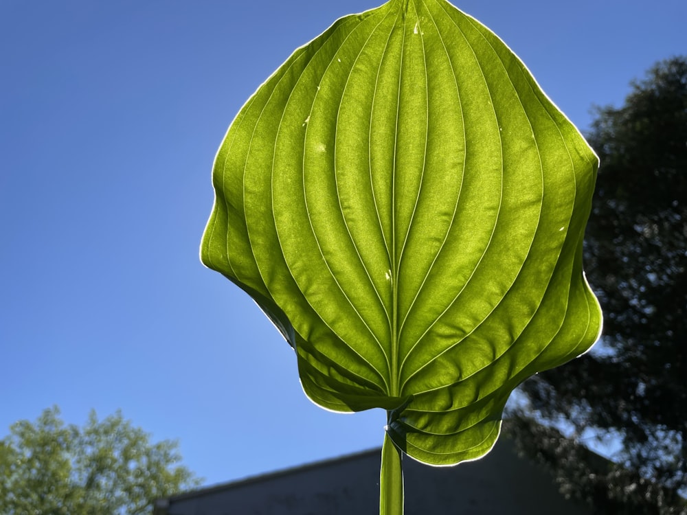 a close up of a large green leaf