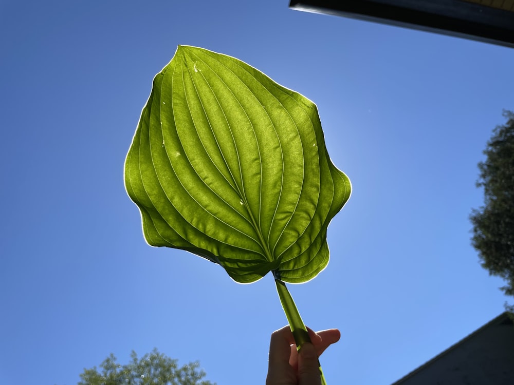 a person holding a green leaf in front of a blue sky