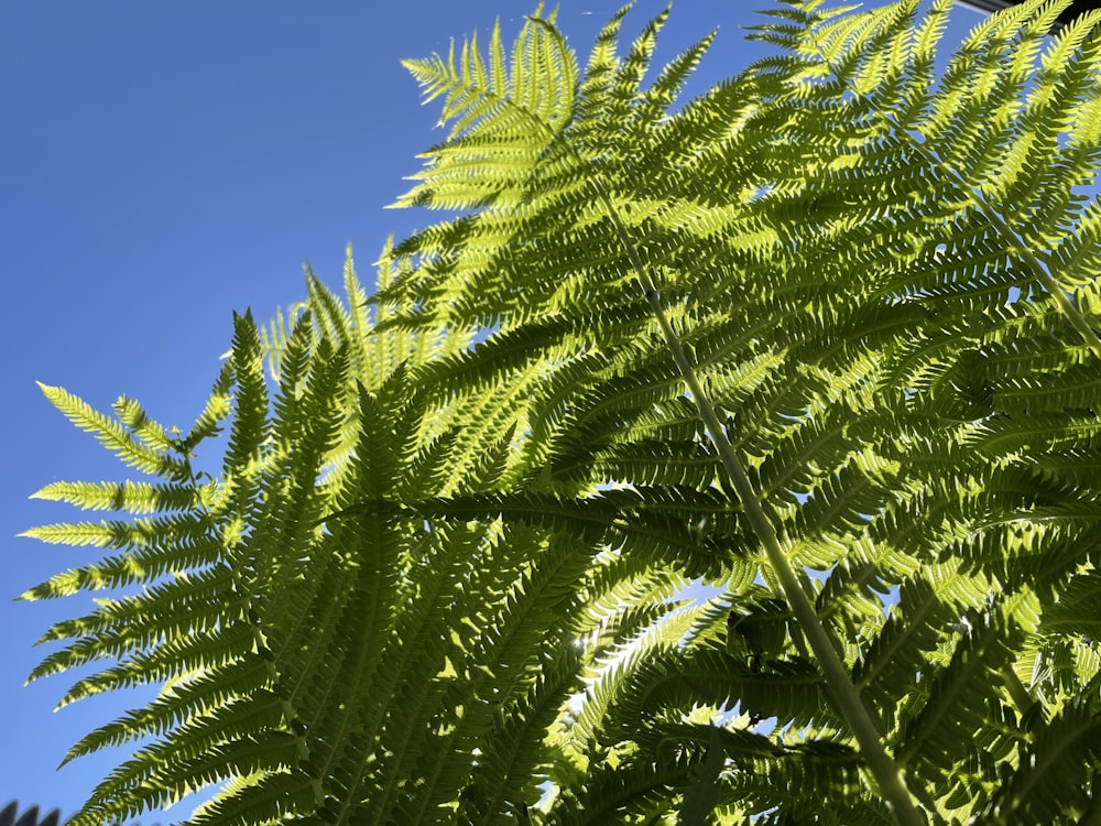 Un primo piano di una pianta verde con un cielo blu sullo sfondo