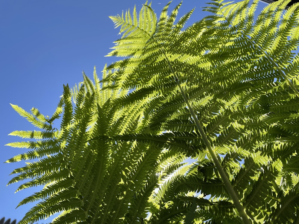 Eine Nahaufnahme einer grünen Pflanze mit blauem Himmel im Hintergrund